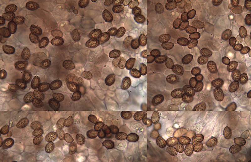 Cortinarius epipurrus spores Cortinarius epipurrus